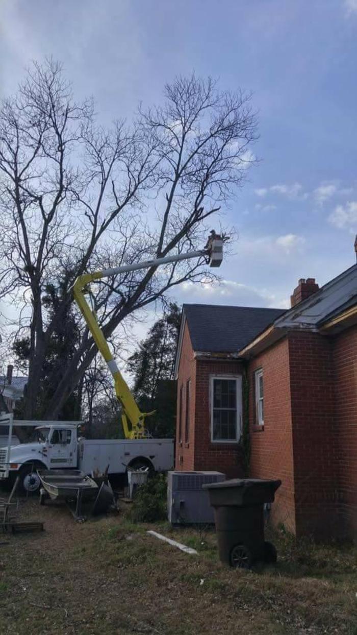 East Georgia Tree Service - Millen, GA