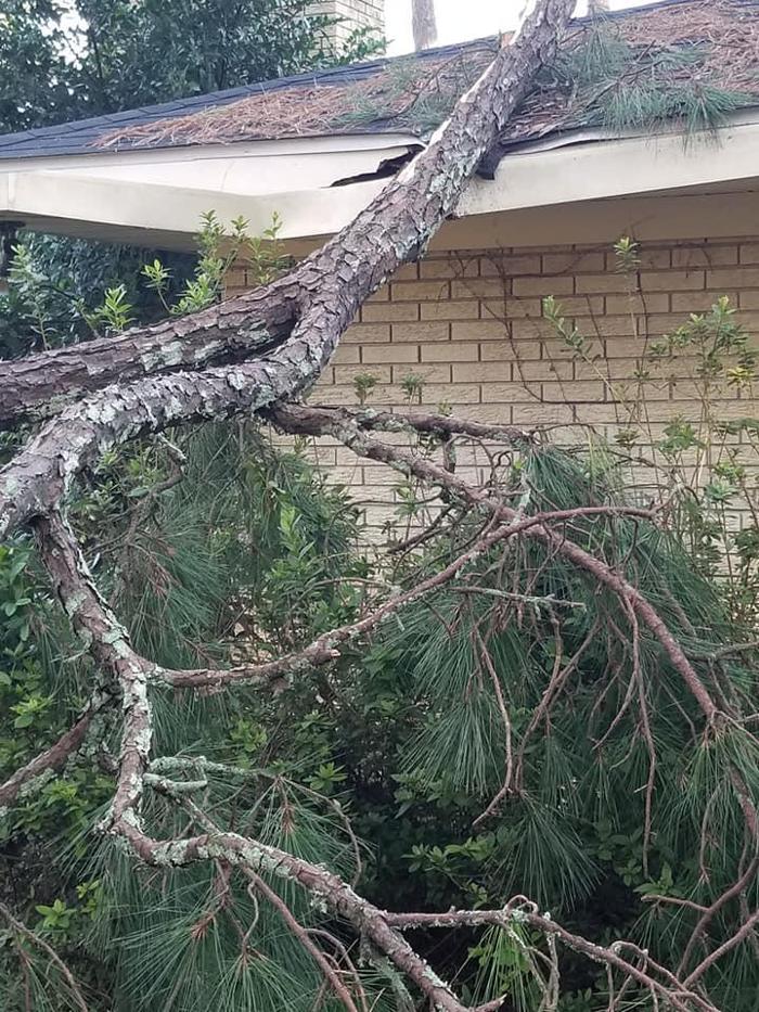 East Georgia Tree Service - Millen, GA