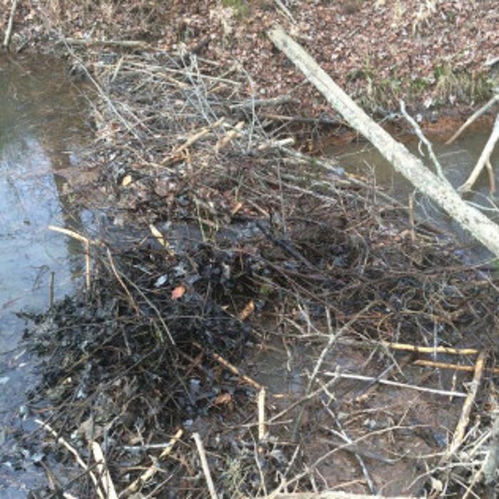 Wildlife Conflict Resolutions - Spotsylvania, VA