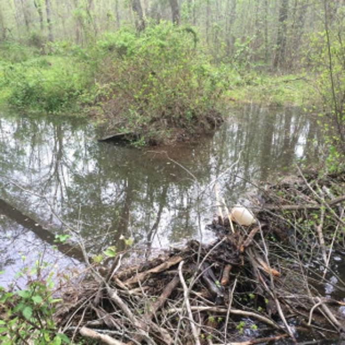 Wildlife Conflict Resolutions - Spotsylvania, VA