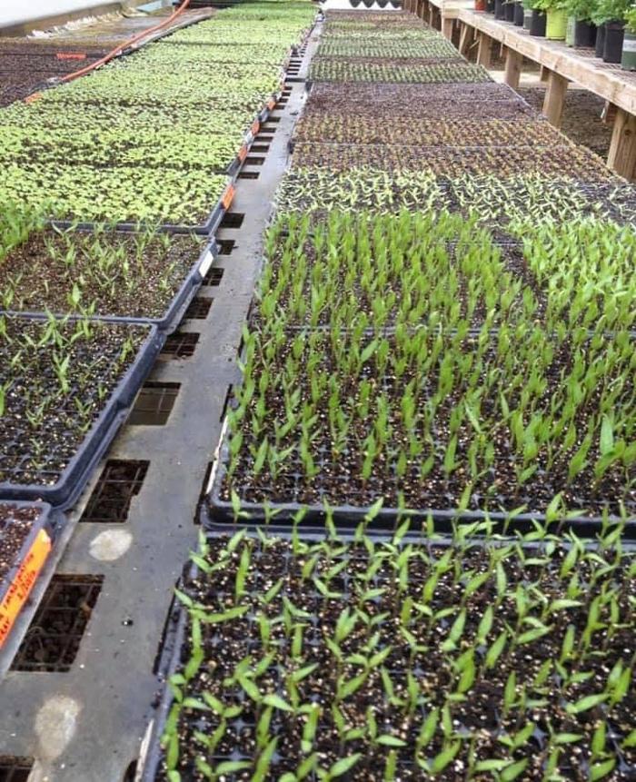 Davidson Greenhouse & Nursery, Inc. - Crawfordsville, IN