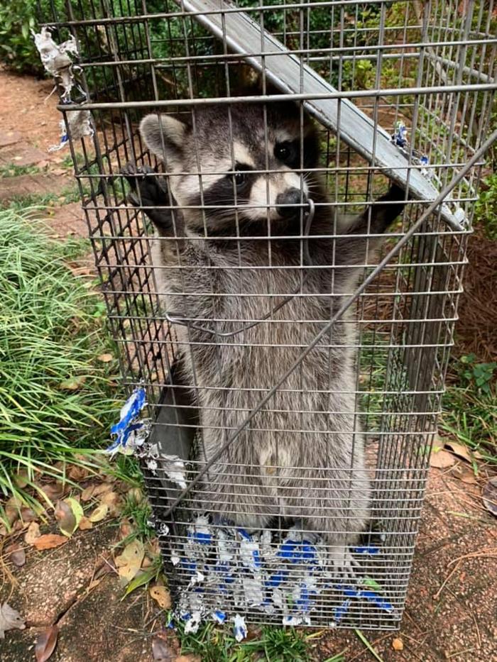 Georgia Licensed Wildlife Trappers - Douglasville, GA