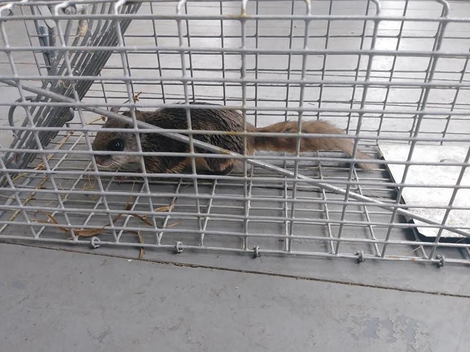 Georgia Licensed Wildlife Trappers - Douglasville, GA