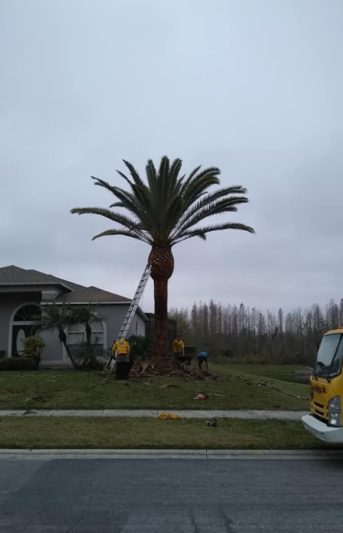 Tree Monkeys, Inc. - Oviedo, FL