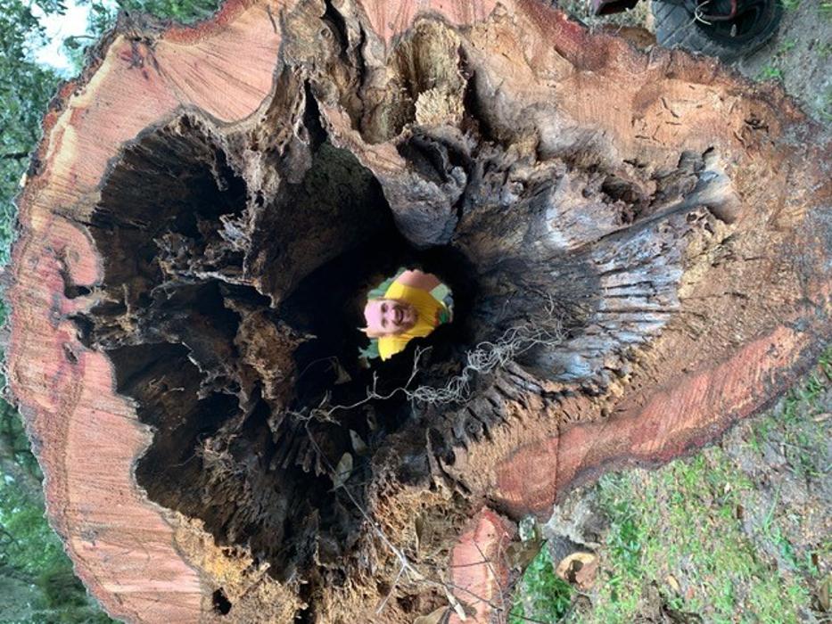 Tree Monkeys, Inc. - Oviedo, FL