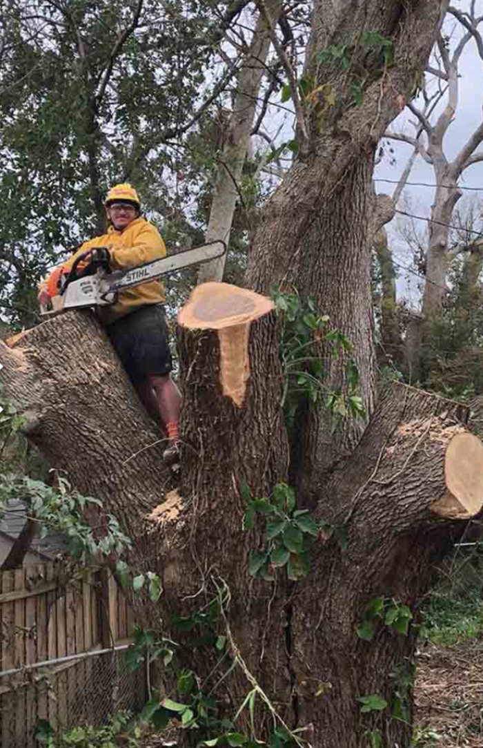 Tree Monkeys, Inc. - Oviedo, FL