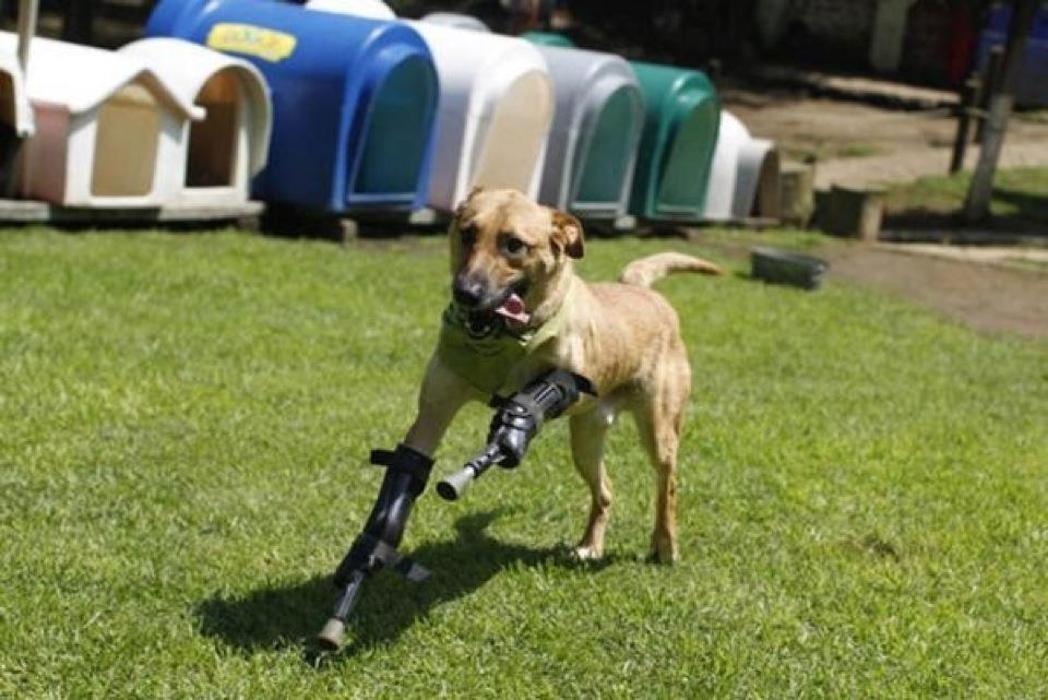 Ray's Canine Services, LLC - York, PA