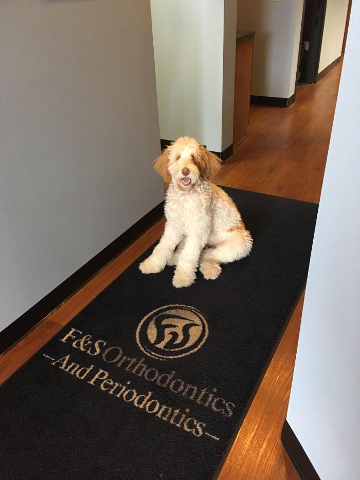 Ray's Canine Services, LLC - York, PA