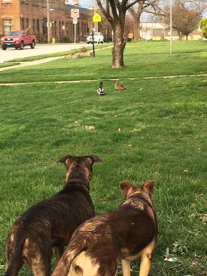 Ray's Canine Services, LLC - York, PA