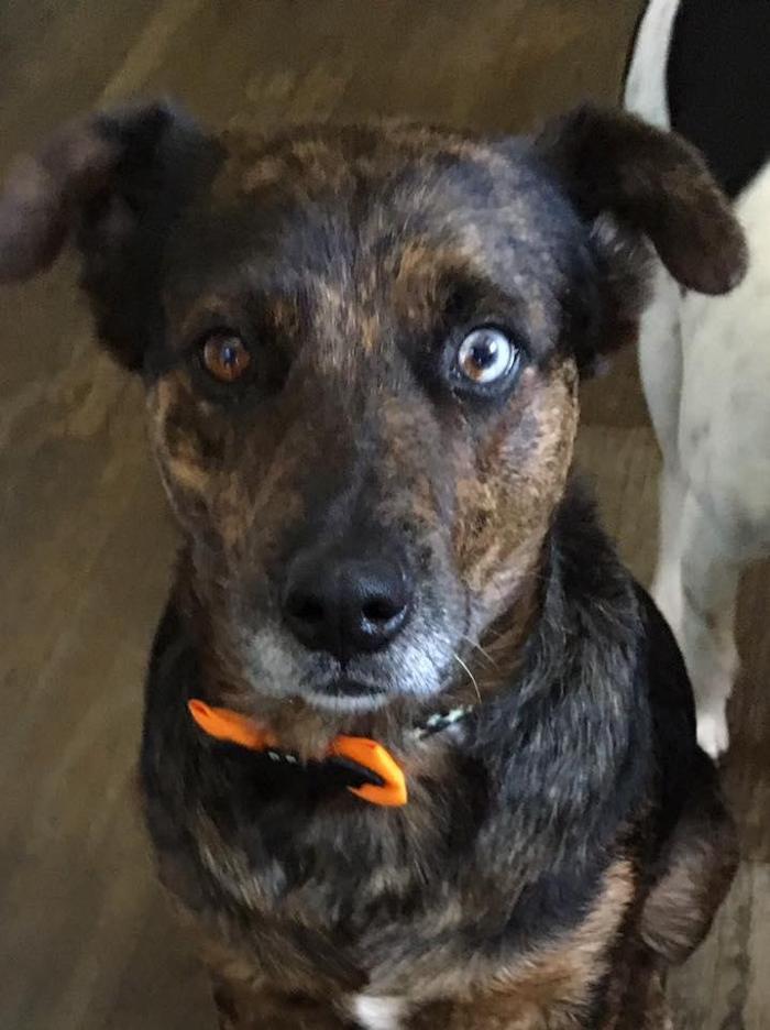 Ray's Canine Services, LLC - York, PA