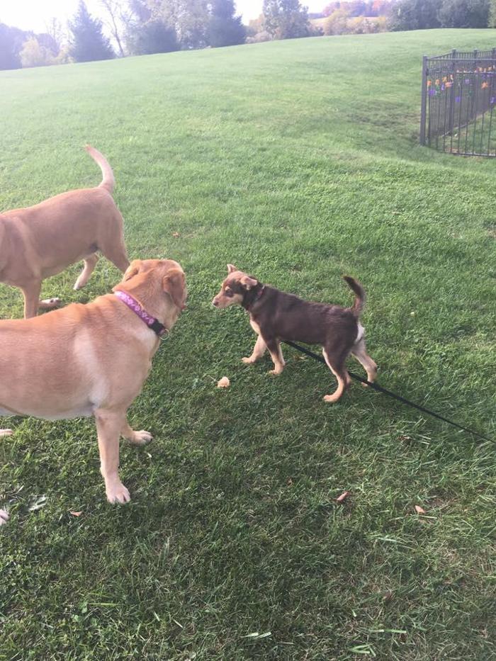 Ray's Canine Services, LLC - York, PA