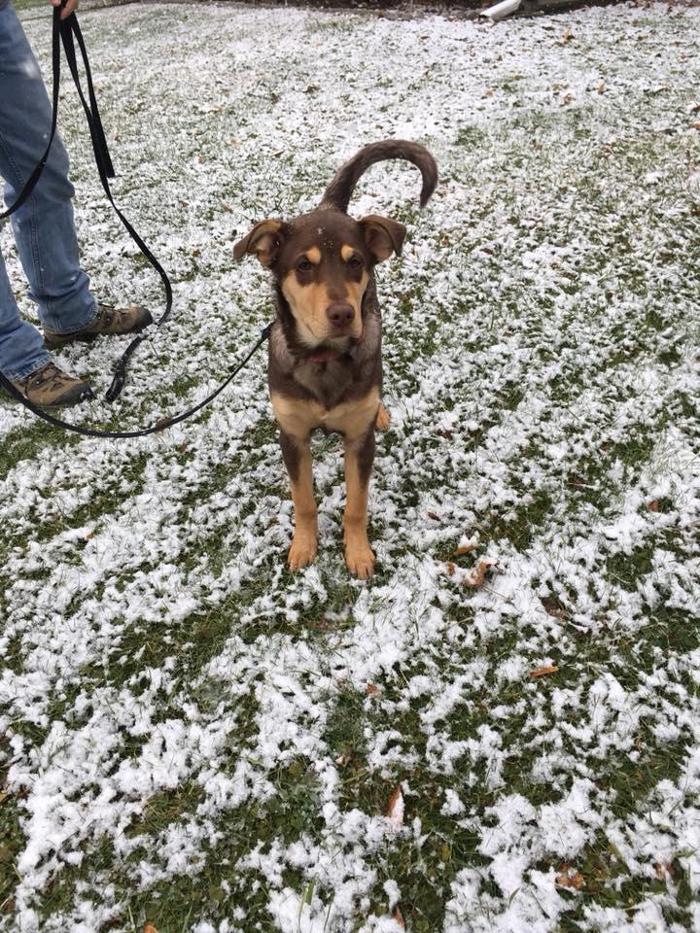 Ray's Canine Services, LLC - York, PA