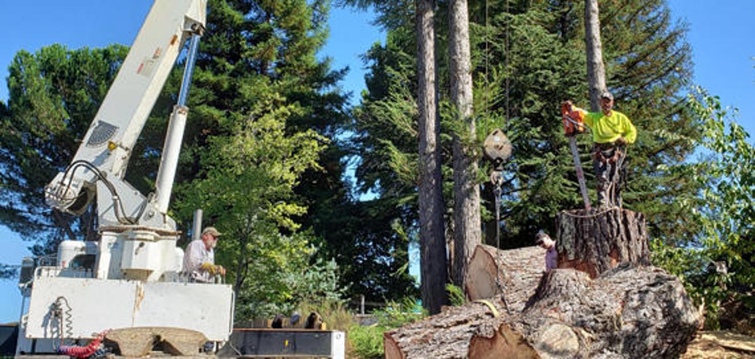 Guardian Tree Experts - Napa, CA