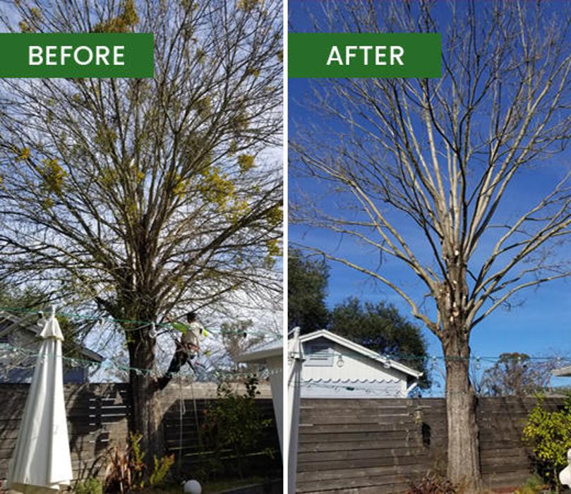 Guardian Tree Experts - Napa, CA