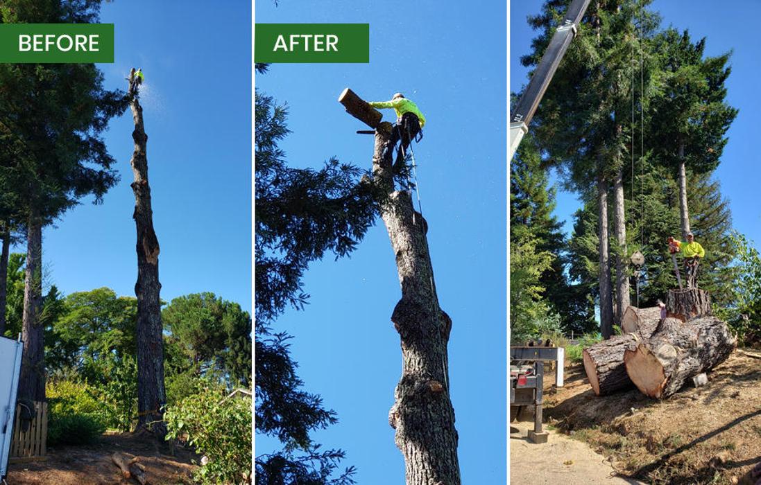Guardian Tree Experts - Napa, CA
