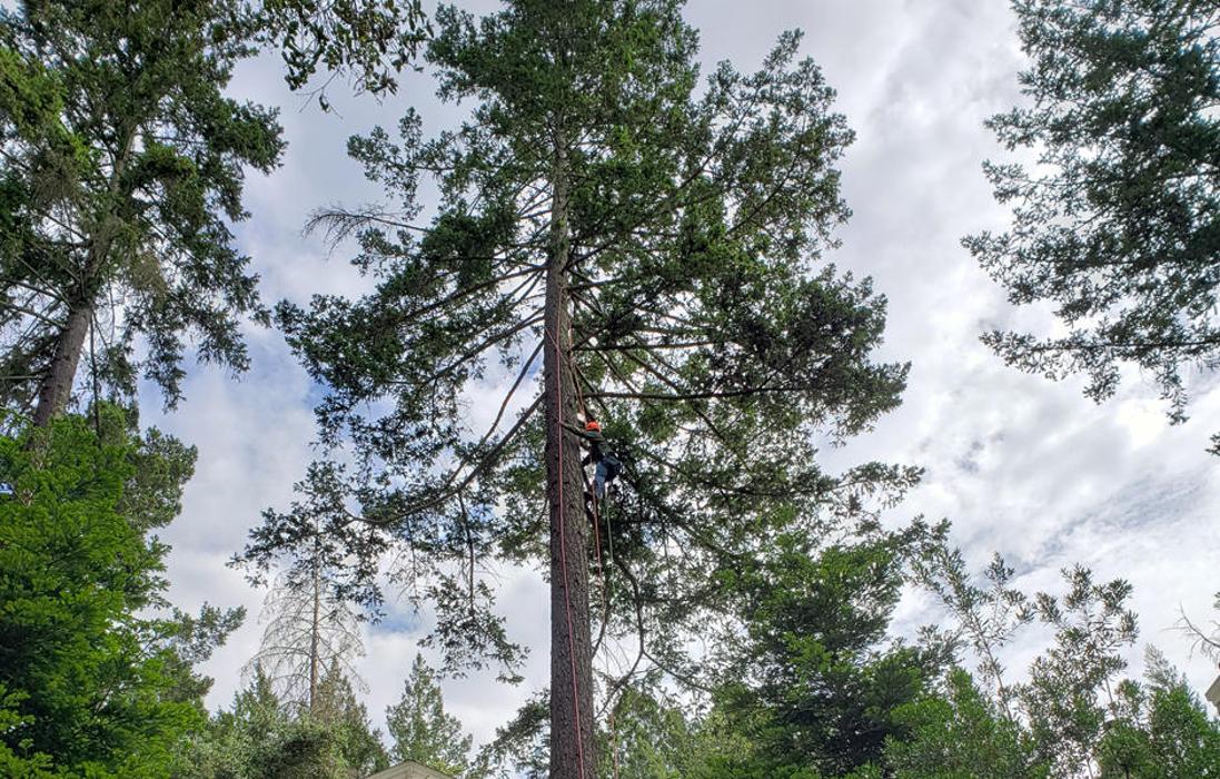 Guardian Tree Experts - Napa, CA