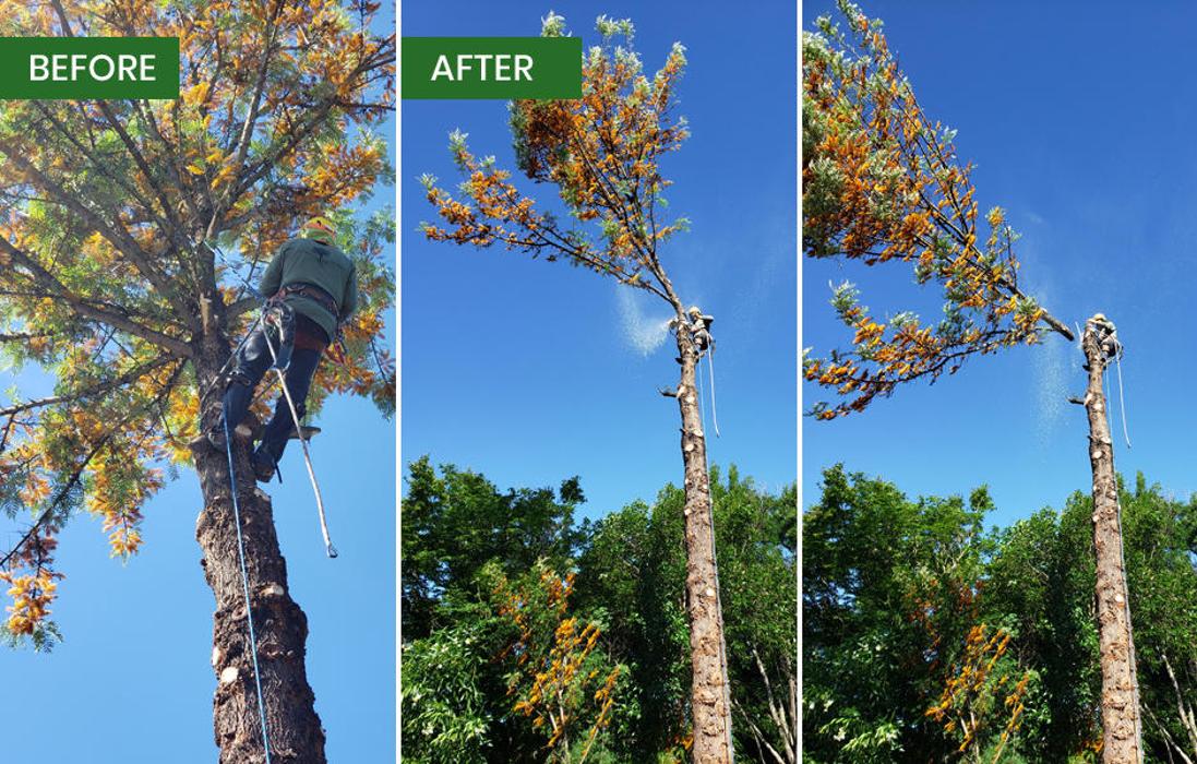 Guardian Tree Experts - Napa, CA