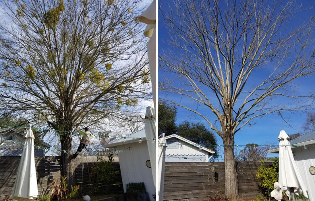 Guardian Tree Experts - Napa, CA