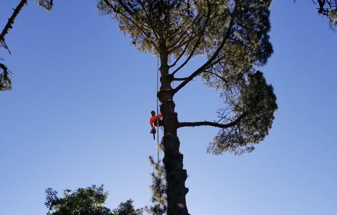 Guardian Tree Experts - Napa, CA