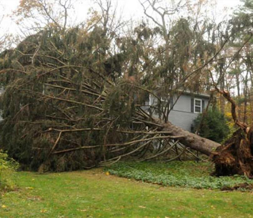 Guardian Tree Experts - Napa, CA