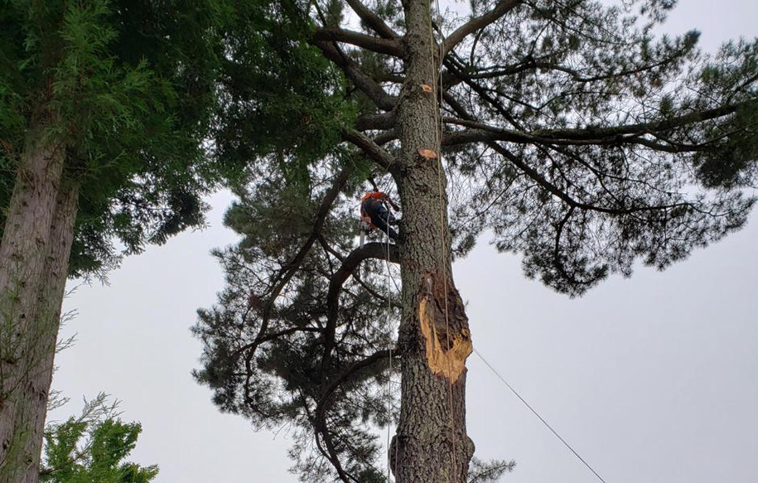 Guardian Tree Experts - Napa, CA