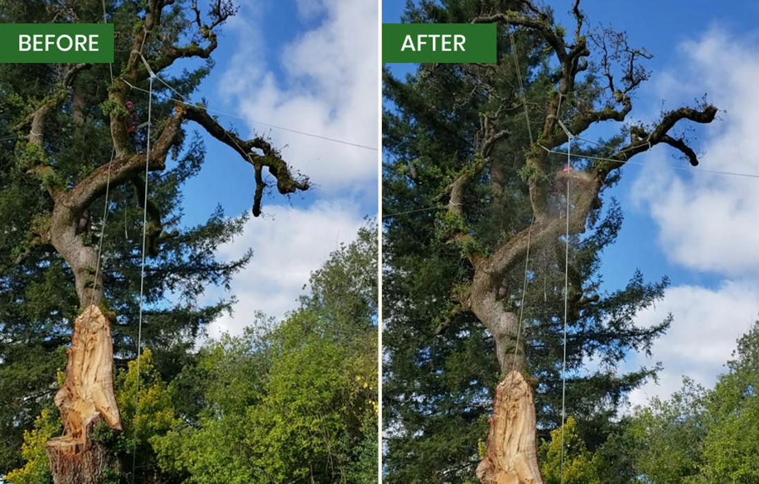 Guardian Tree Experts - Napa, CA