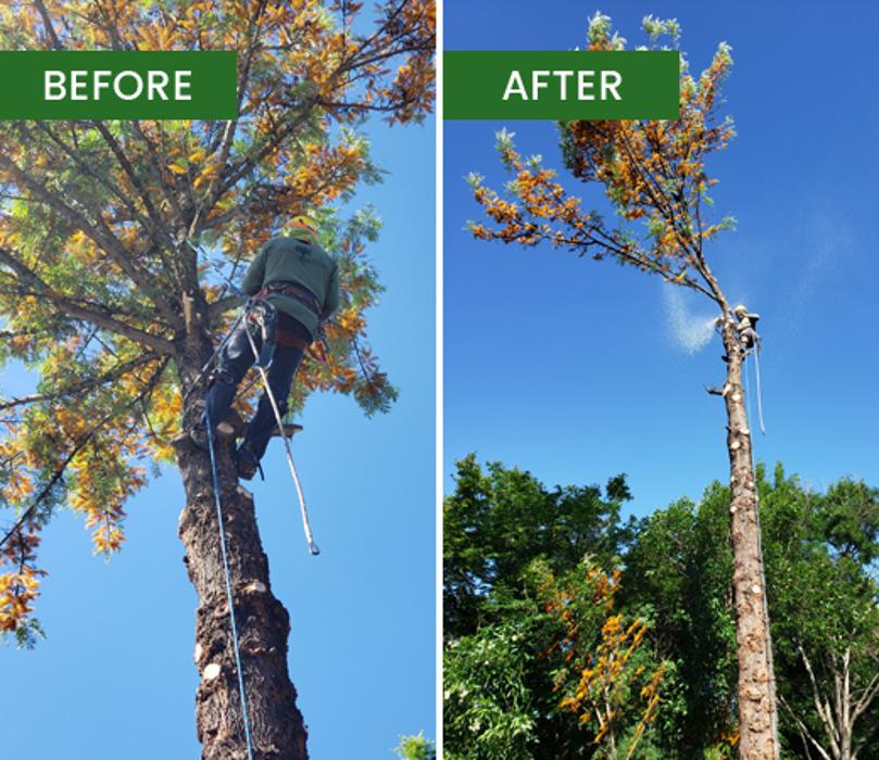 Guardian Tree Experts - Napa, CA