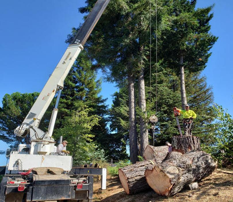 Guardian Tree Experts - Napa, CA