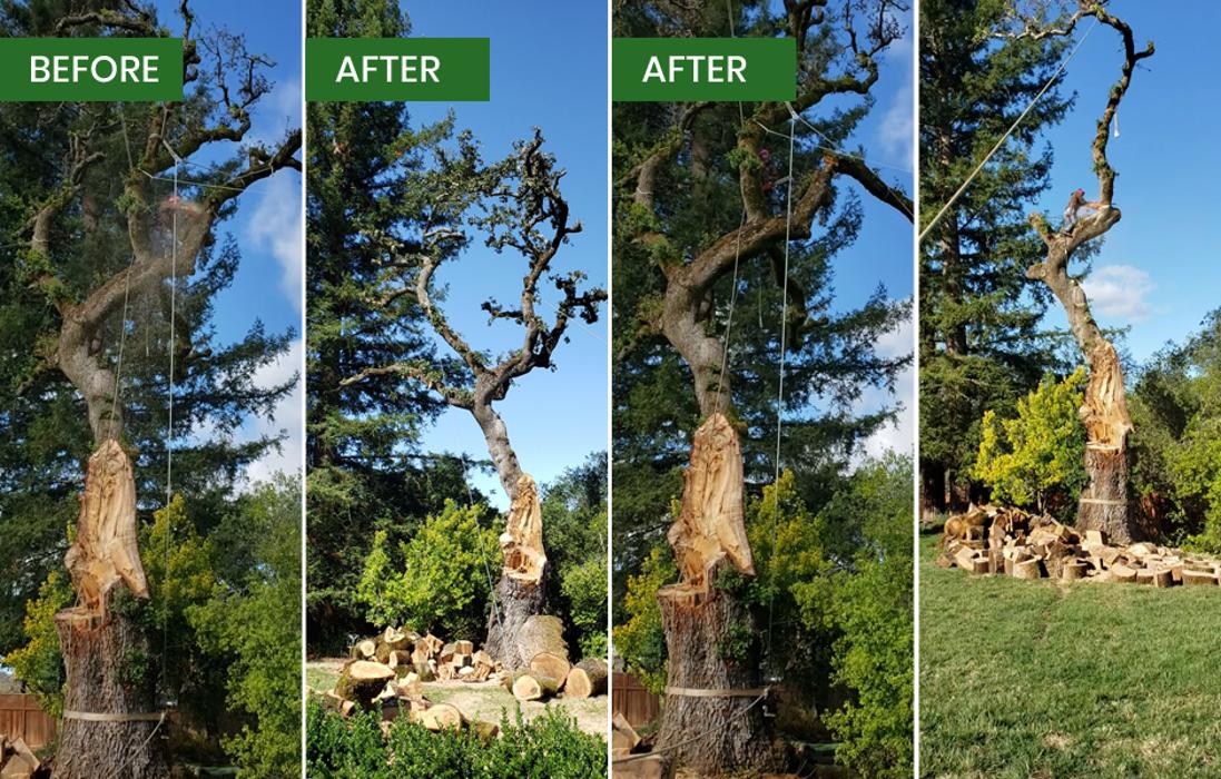 Guardian Tree Experts - Napa, CA