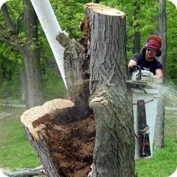 Haskell Tree Service Inc - West Falls, NY