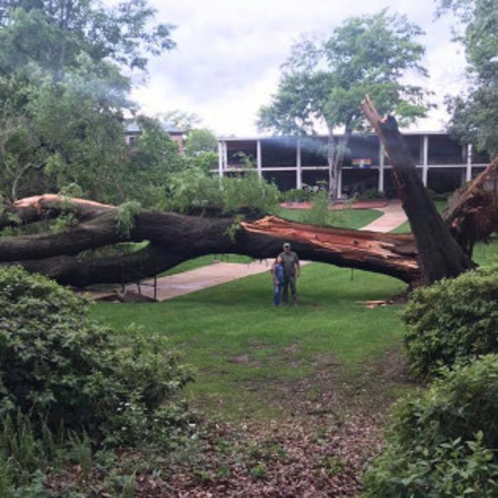 Big John's Tree Service - Brandon, MS