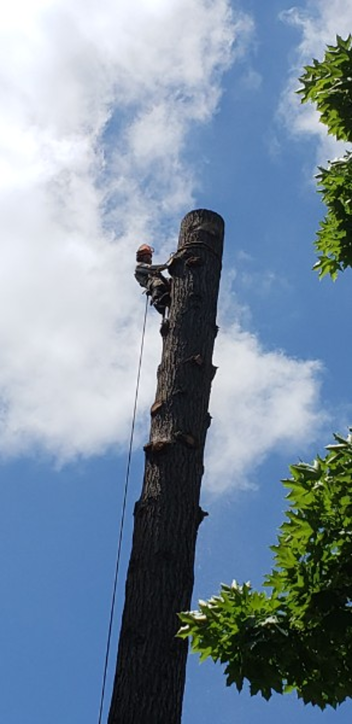 Peter's Tree Service LLC - Beaverton, OR