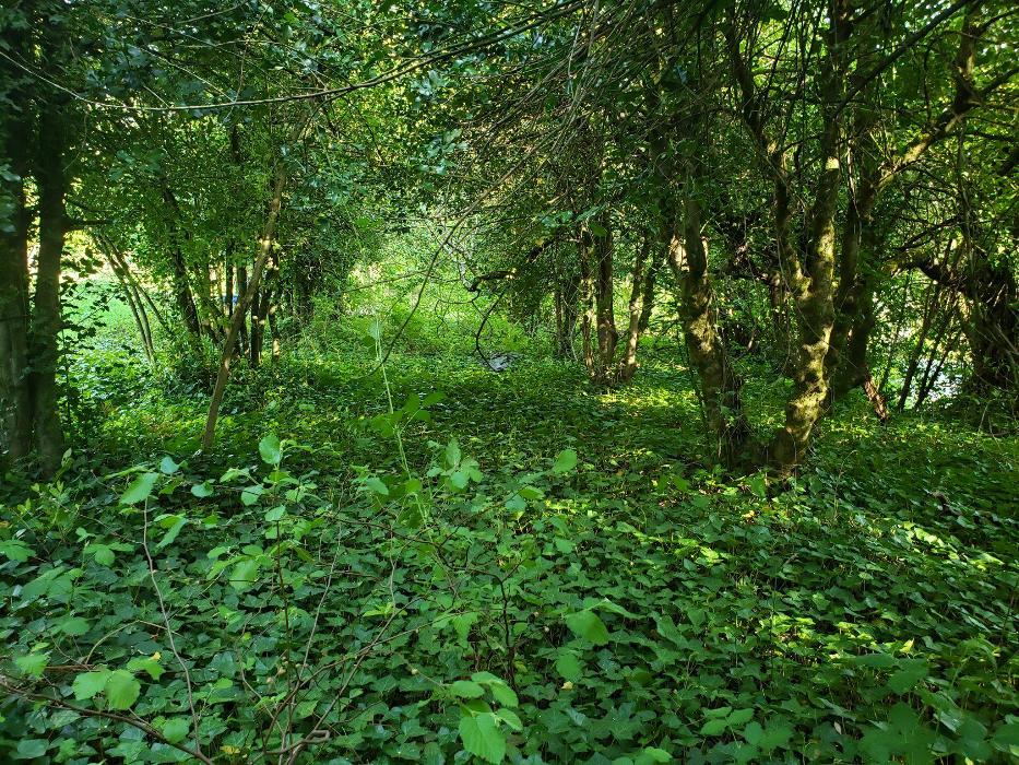 Peter's Tree Service LLC - Beaverton, OR