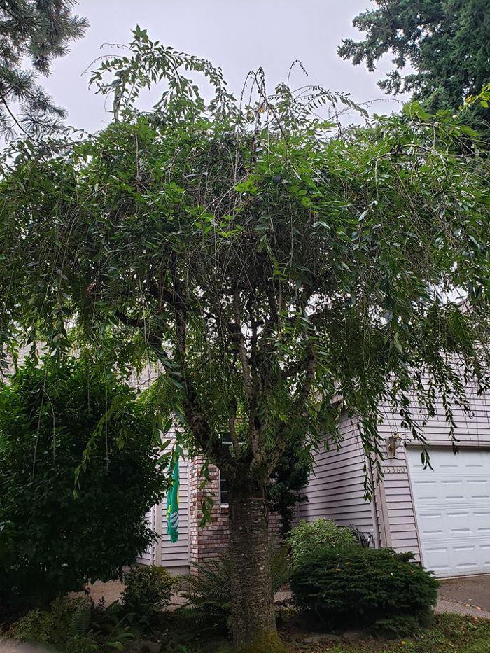 Peter's Tree Service LLC - Beaverton, OR