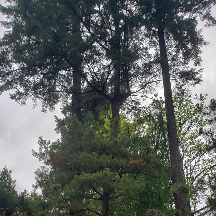 Peter's Tree Service LLC - Beaverton, OR