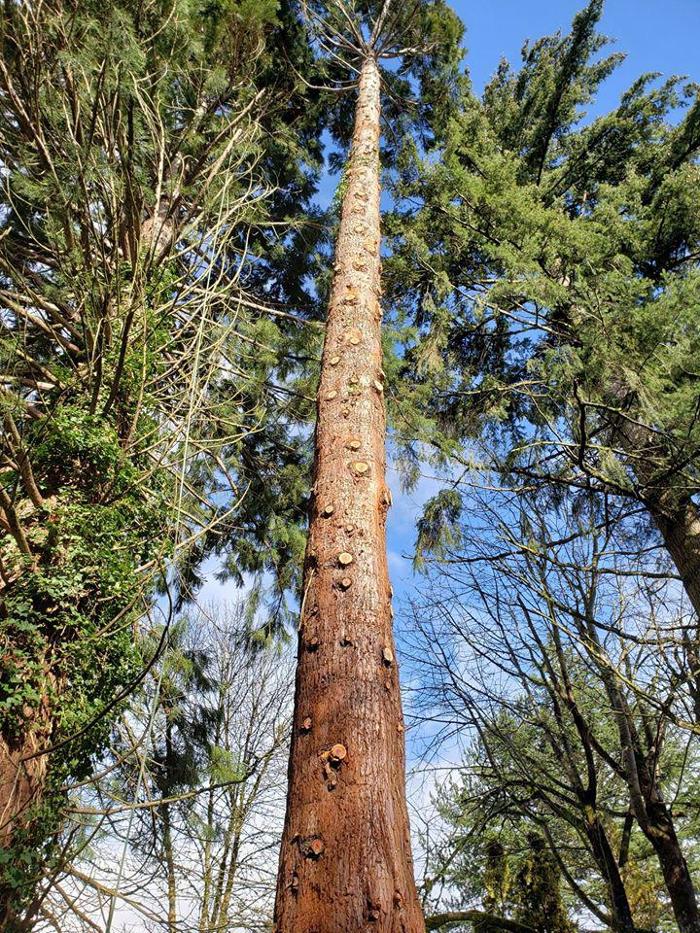 Peter's Tree Service LLC - Beaverton, OR