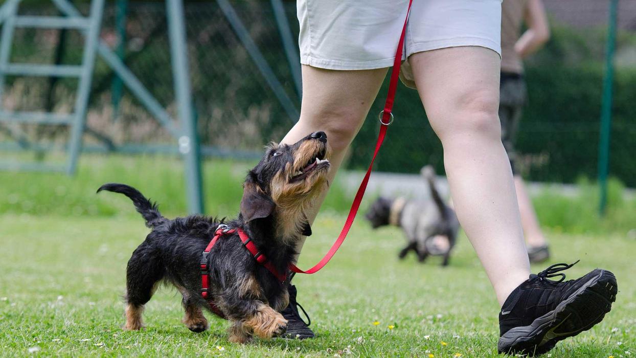 Polite Pooches Dog Training - Pine Bush, NY