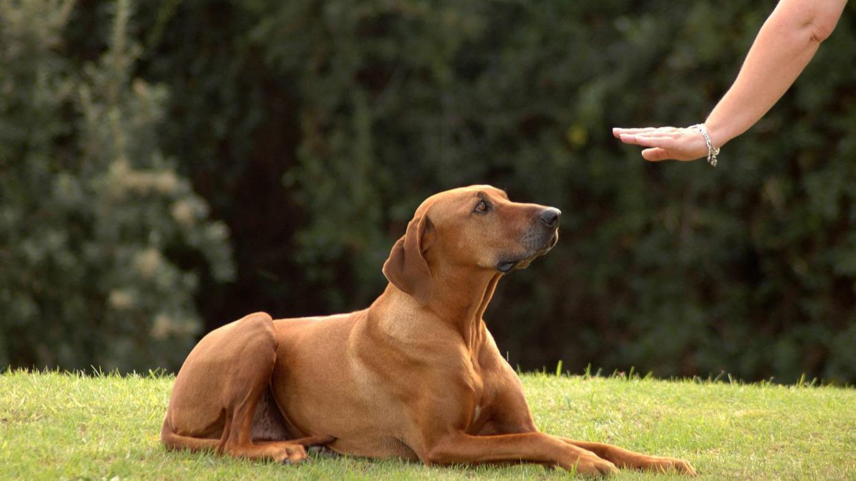 Polite Pooches Dog Training - Pine Bush, NY