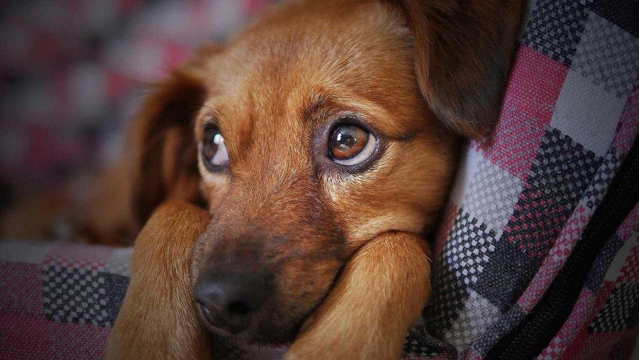 Polite Pooches Dog Training - Pine Bush, NY