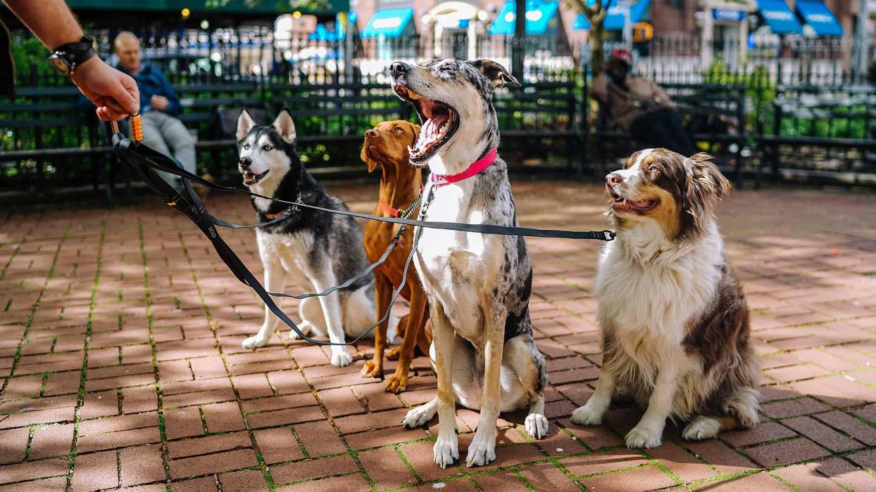 Polite Pooches Dog Training - Pine Bush, NY