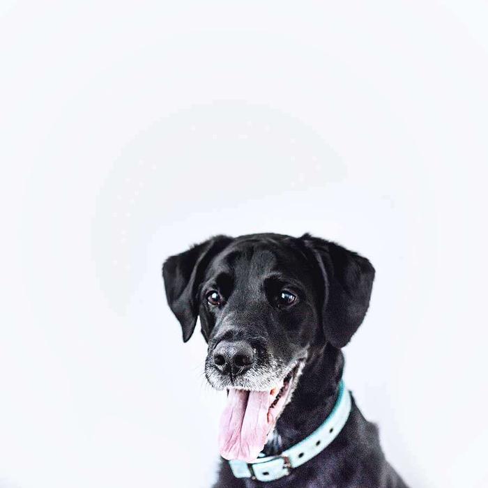 Polite Pooches Dog Training - Pine Bush, NY
