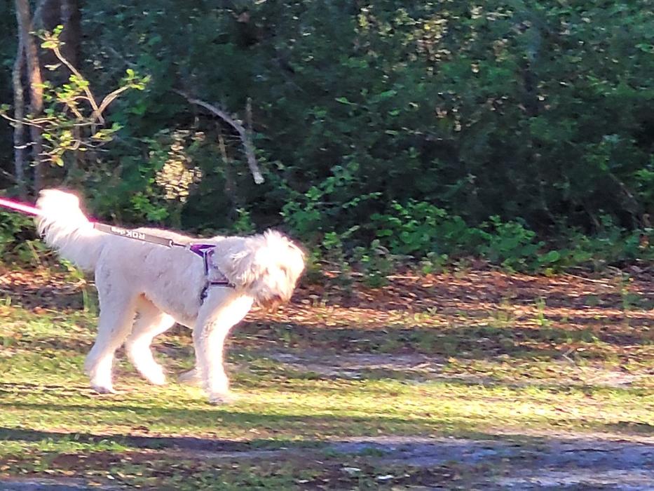 C and C K9 Kennel - Rincon, GA