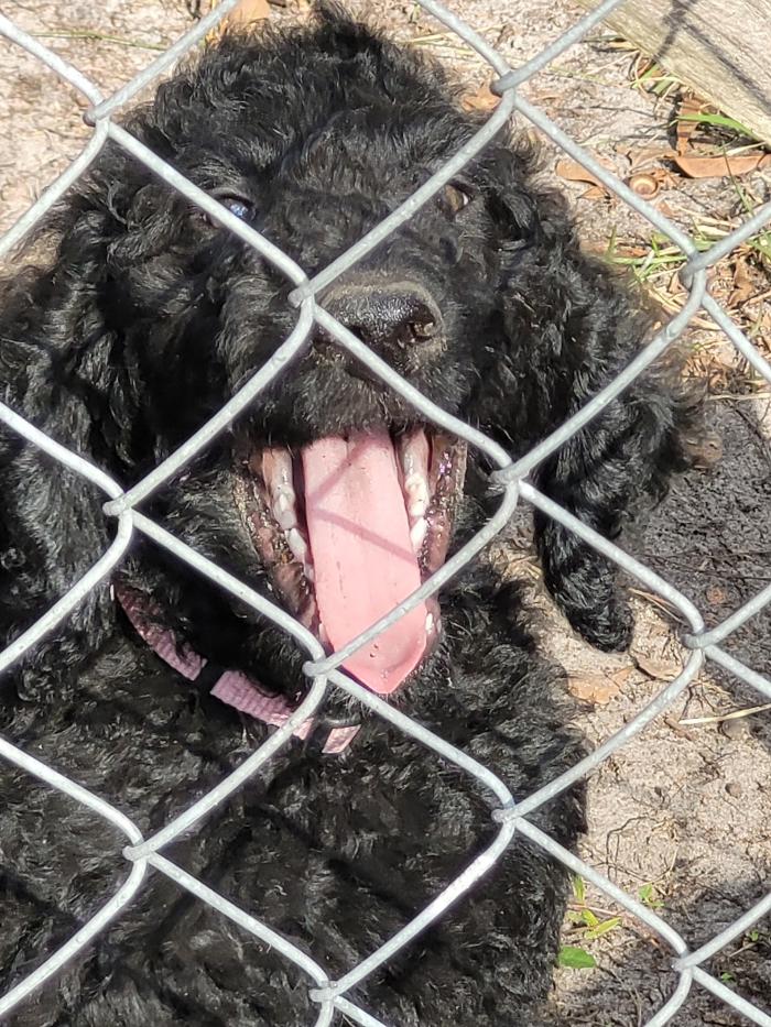 C and C K9 Kennel - Rincon, GA