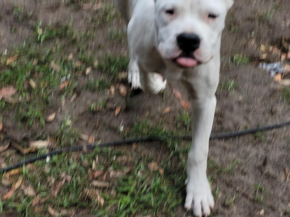 C and C K9 Kennel - Rincon, GA