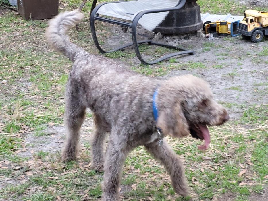 C and C K9 Kennel - Rincon, GA