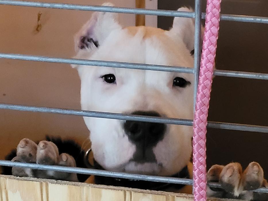 C and C K9 Kennel - Rincon, GA