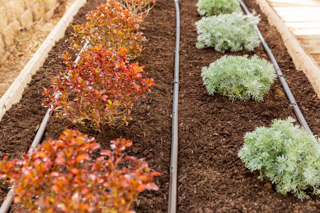 Williston Irrigation - Cedar, MN