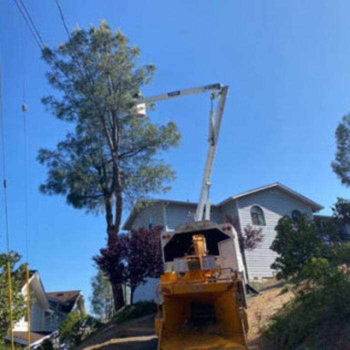 Ace Tree Solutions - Nice, CA