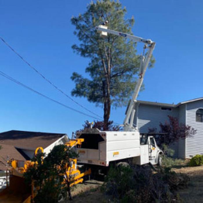 Ace Tree Solutions - Nice, CA