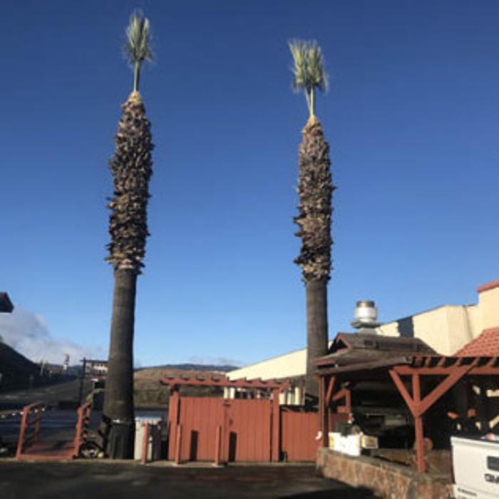 Ace Tree Solutions - Nice, CA